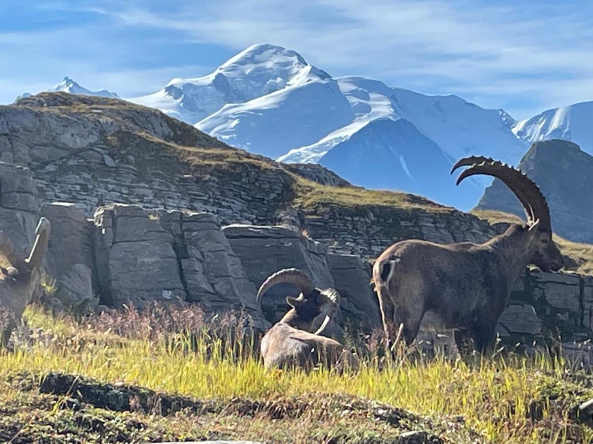 Résidence Les Chardons Argentés 2 Samoëns Exterior foto