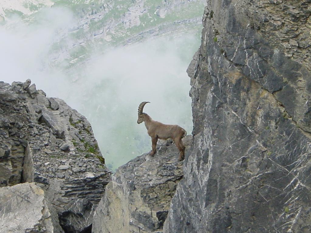 Résidence Les Chardons Argentés 2 Samoëns Exterior foto